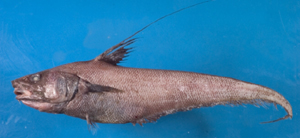Coryphaenoides marginatus黑緣突吻鱈