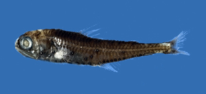 Myctophum spinosum櫛棘燈籠魚