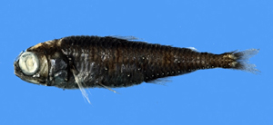 Myctophum asperum粗鱗燈籠魚