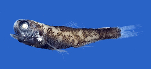 Diogenichthys panurgus印度洋明燈魚