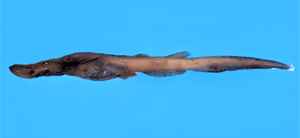 Apristurus longicephalus長頭篦鯊