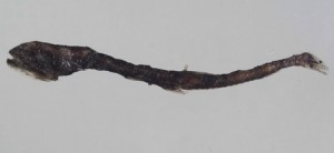 Hymenocephalus gracilis細身膜首鱈