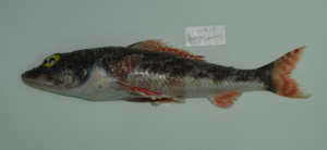 Leptaulopus damasi達氏姬魚