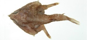 Malthopsis tiarella斑點海蝠魚