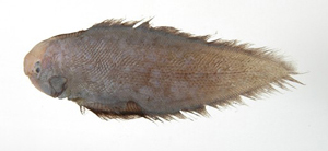 Cynoglossus nigropinnatus黑鰭舌鰨