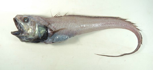 Bathygadus nipponicus日本底尾鱈