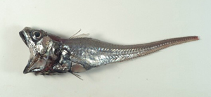 Hymenocephalus longiceps長頭膜首鱈