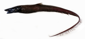 Aldrovandia phalacra裸頭海蜴魚