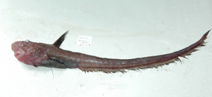 Ateleopus purpureus紫軟腕魚