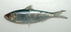 Sardinella melanura黑尾小沙丁魚