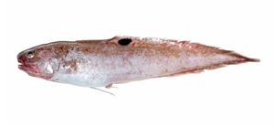 Neobythites unimaculatus單斑新鼬魚