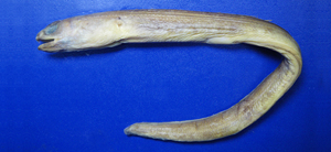 Parabathymyrus macrophthalmus大眼擬深海蠕鰻