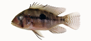 Geophagus brasiliensis巴西珠母麗魚