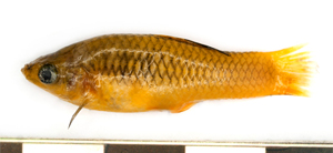 Xiphophorus maculatus花斑劍尾魚