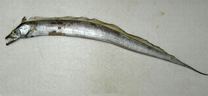 Trichiurus nanhaiensis南海帶魚
