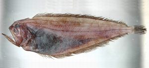 Chascanopsetta prognatha前長頜鮃