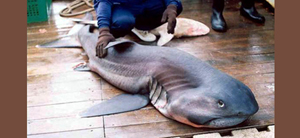 Megachasma pelagios巨口鯊