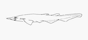Apristurus platyrhynchus扁吻篦鯊