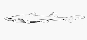 Etmopterus brachyurus短尾烏鯊