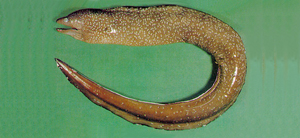 Gymnothorax niphostigmus雪花斑裸胸鯙