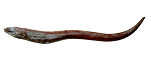 Dysommina rugosa多皺短身前肛鰻