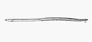 Scolecenchelys gymnota裸身蠕蛇鰻