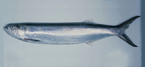 Chirocentrus nudus長頜寶刀魚