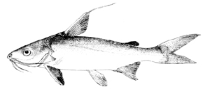 Arius arius絲鰭海鯰