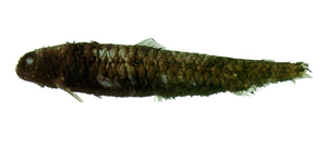 Melanolagus bericoides黑淵鮭