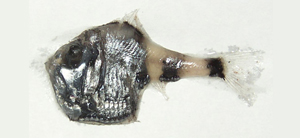 Argyropelecus hemigymnus半裸銀斧魚