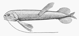 Bathophilus nigerrimus絲鬚深巨口魚