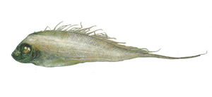 Zu cristatus冠絲鰭魚