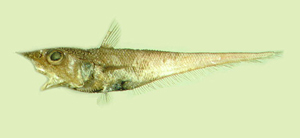 Coelorinchus parallelus平棘腔吻鱈