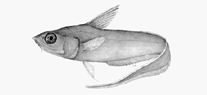 Coryphaenoides nasutus錐鼻突吻鱈