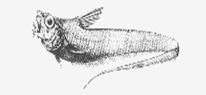 Sphagemacrurus pumiliceps矮頭短吻鼠尾鱈