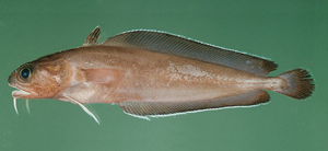 Lotella phycis褐潯鱈