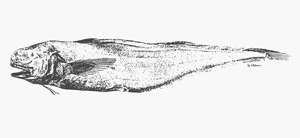 Holcomycteronus aequatoris深海鈍吻鼬魚
