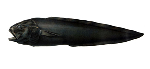 Lamprogrammus brunswigi布氏軟鼬魚