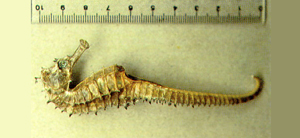 Hippocampus spinosissimus棘海馬