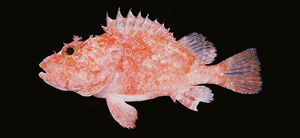 Pontinus macrocephalus大頭海鮋