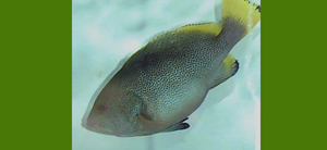Epinephelus flavocaeruleus黃鰭石斑魚