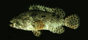 Epinephelus fuscoguttatus棕點石斑魚