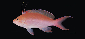 Pseudanthias bicolor雙色擬花鮨