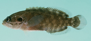 Pseudogramma polyacantha多棘擬線鱸