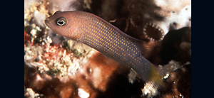 Pseudochromis marshallensis馬歇爾島擬雀鯛