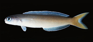 Hoplolatilus cuniculus似弱棘魚