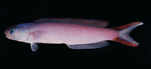 Hoplolatilus purpureus紫似弱棘魚