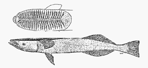 Remora australis澳洲短印魚