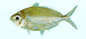 Pentaprion longimanus長臂鑽嘴魚
