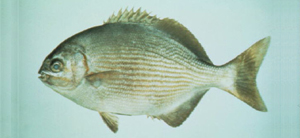 Kyphosus vaigiensis低鰭舵魚